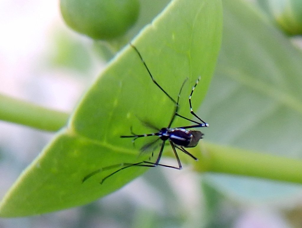 Black and white striped Asian tiger mosquito resting on a green leaf in a shaded yard, a common backyard mosquito in Rosenberg, TX