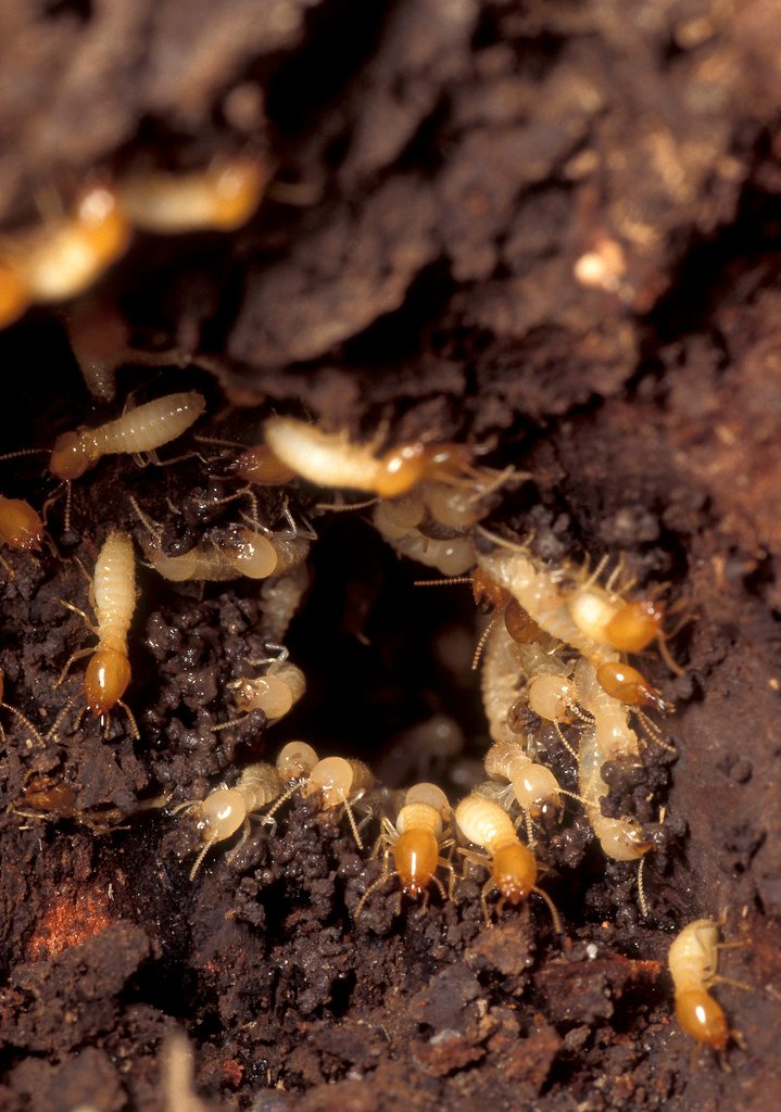 Formosan subterranean termite workers and soldiers in soil, a termite species confirmed in Fort Bend County near Rosenberg, TX