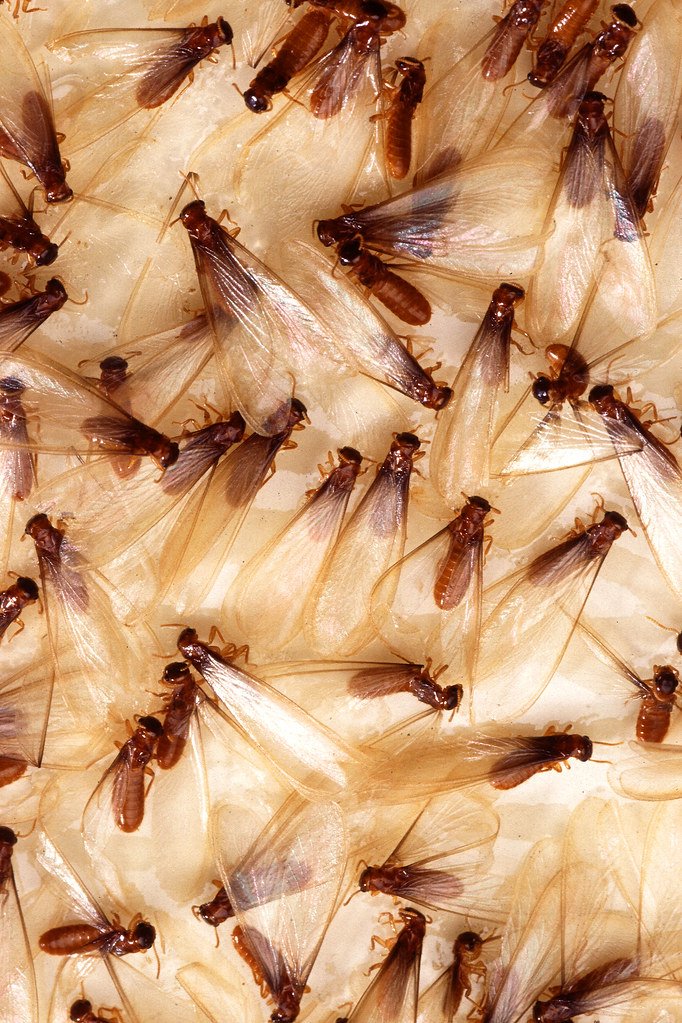 Winged Formosan termite swarmers (alates) with long equal-length wings, seen during spring swarm season in the Houston area