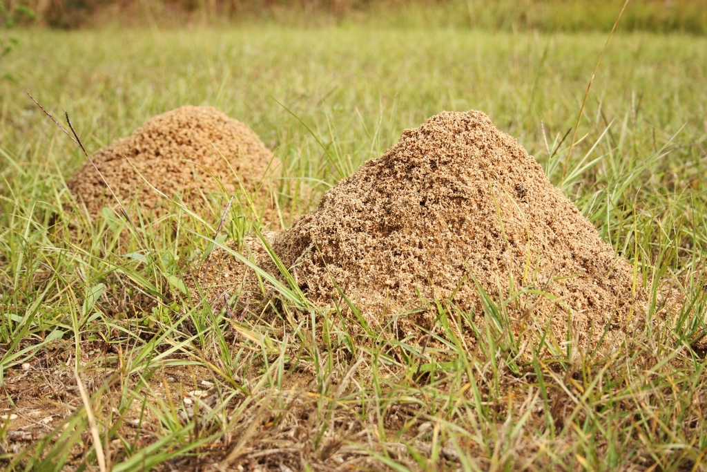 Two fire ant mounds of loose soil in a grassy Texas lawn, a common sight in Rosenberg yards after heavy rain